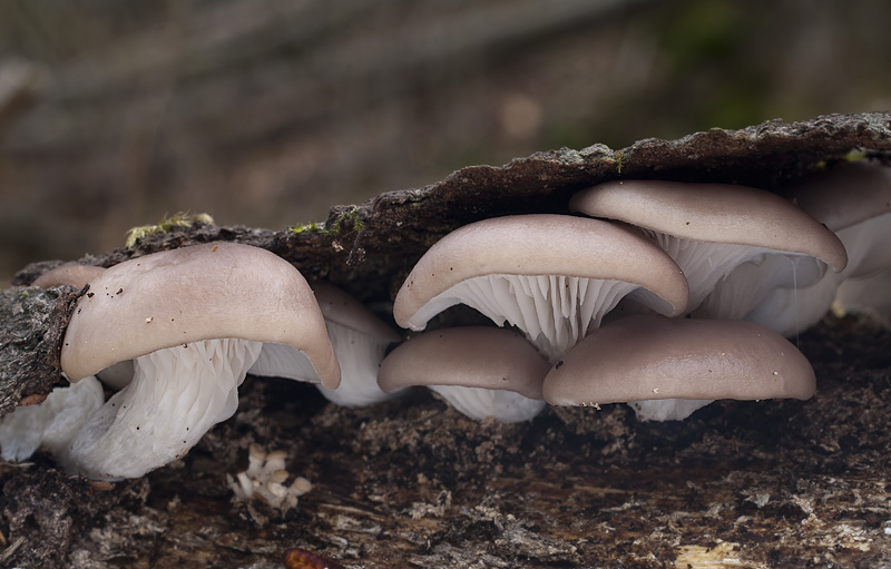 Pleurotus cornucopiae